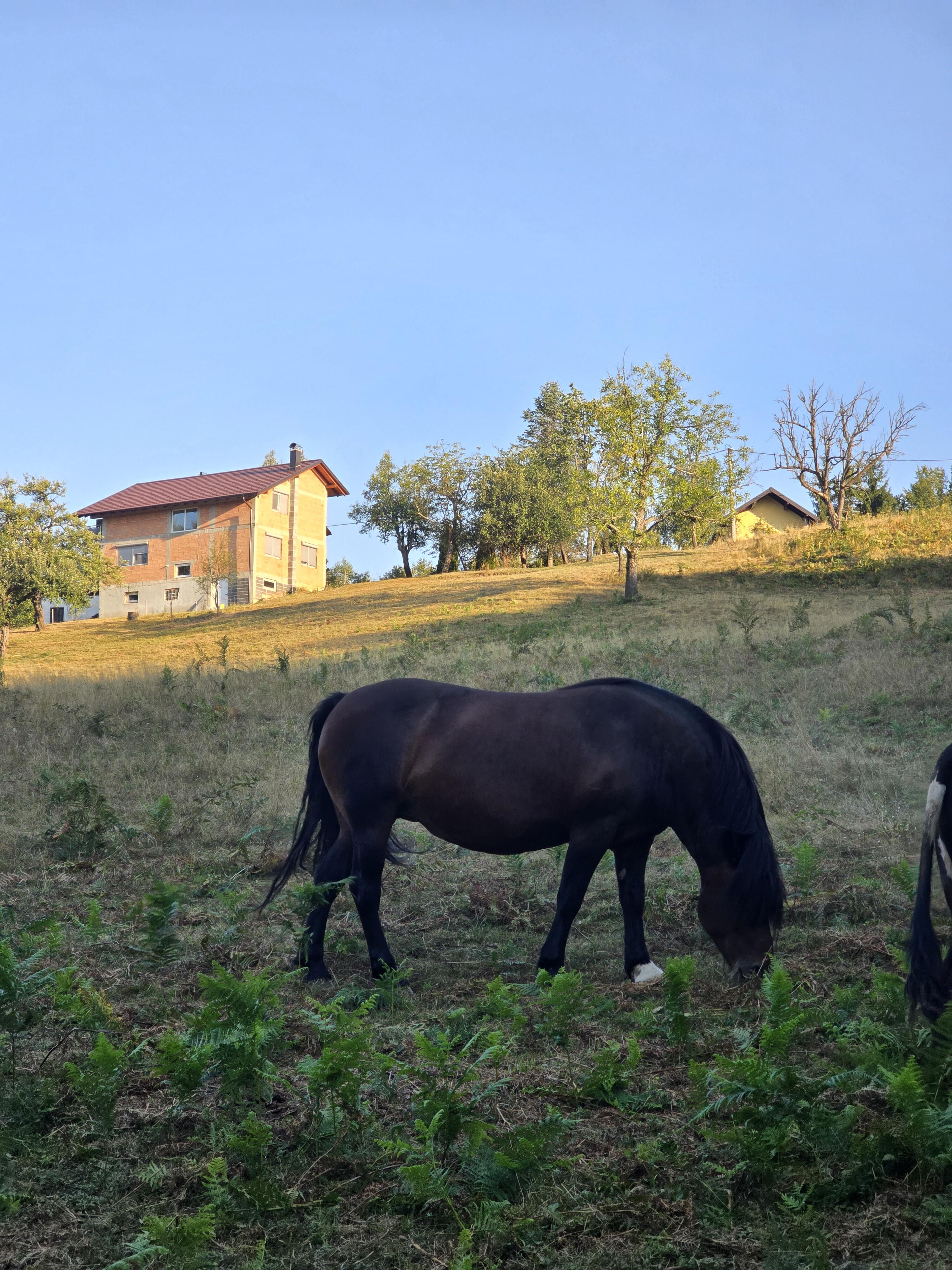 Imamovici